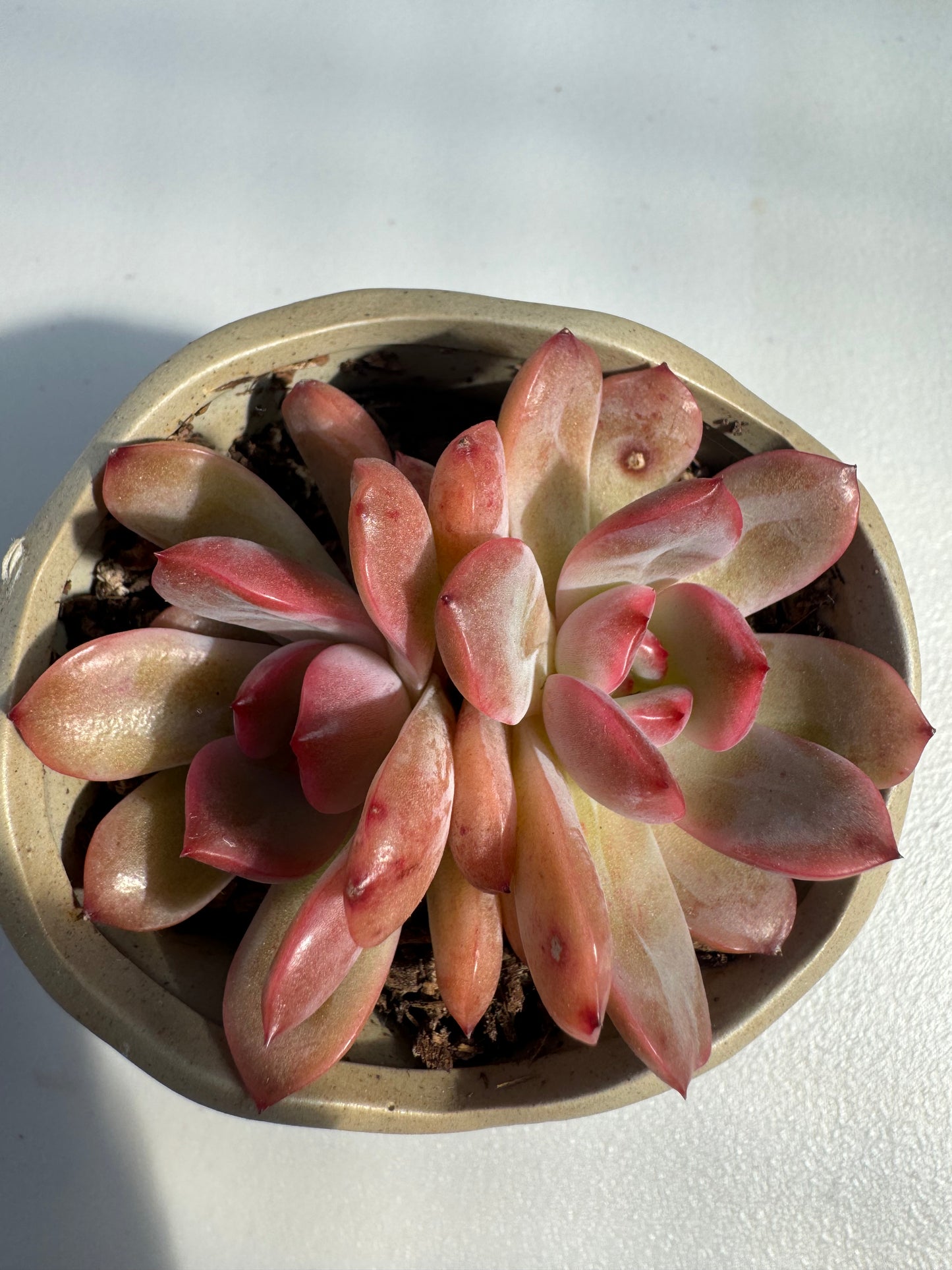 Echeveria Green Powder