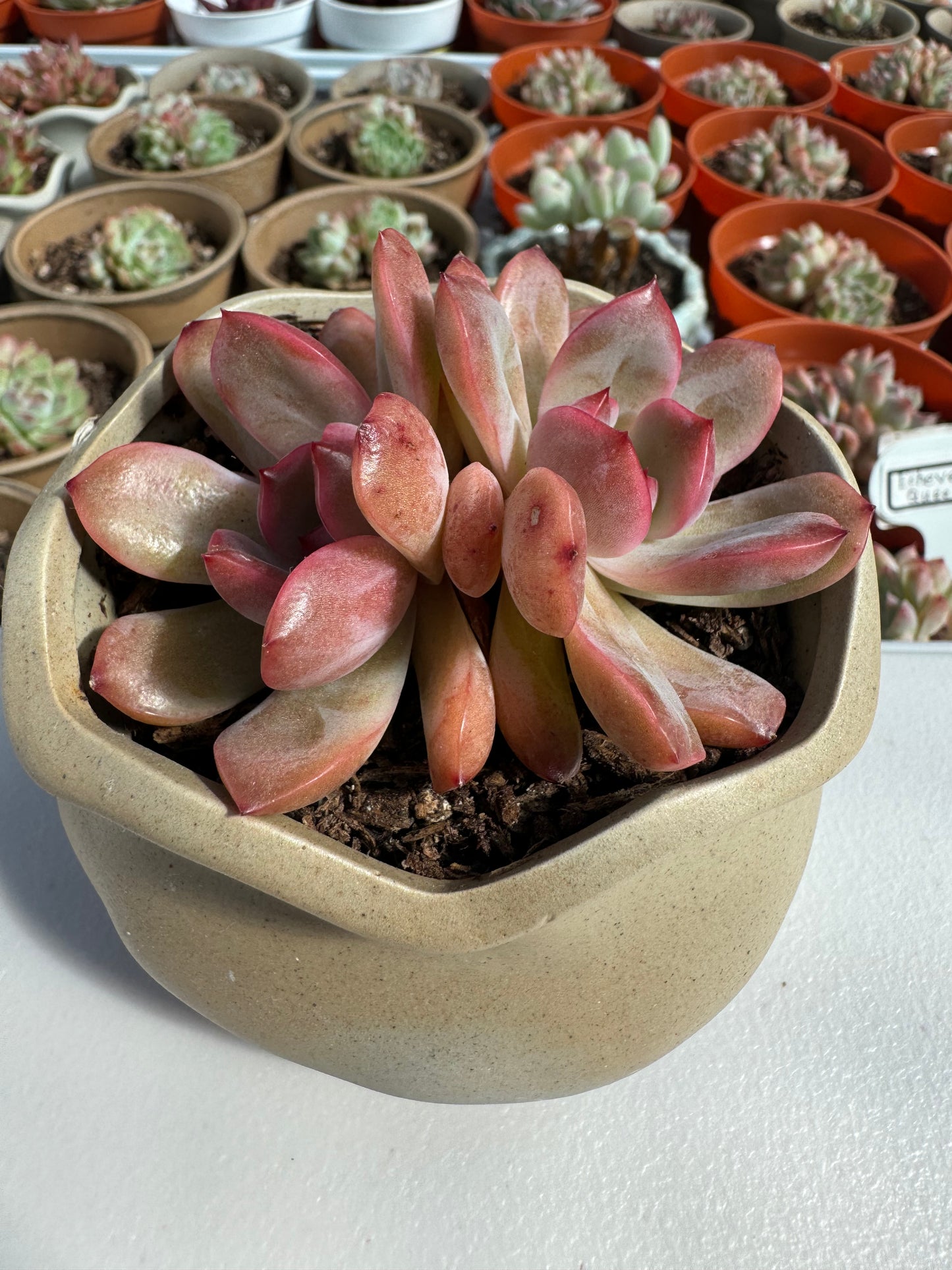 Echeveria Green Powder