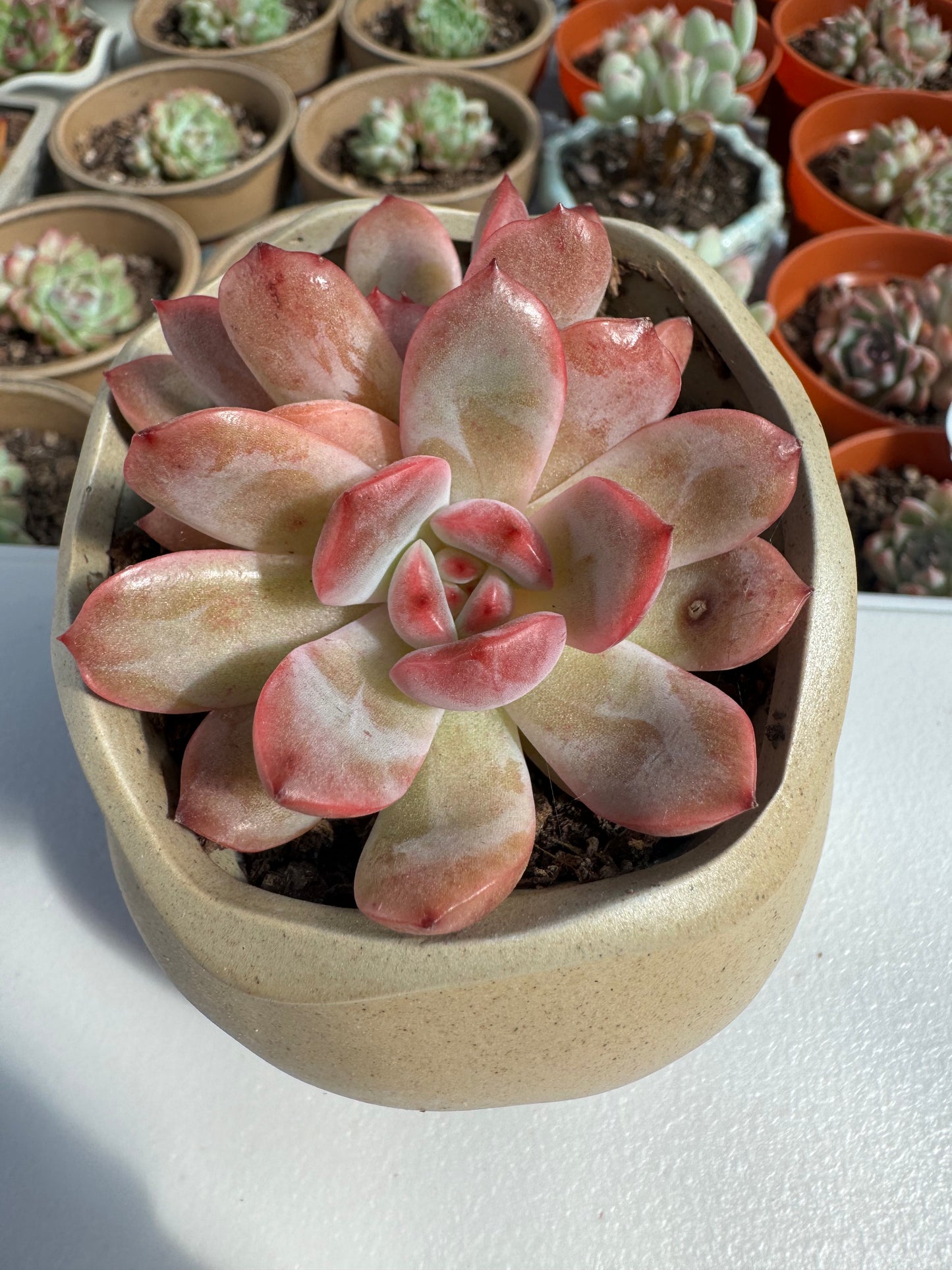 Echeveria Green Powder