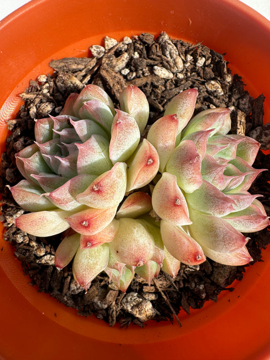 Echeveria Queen