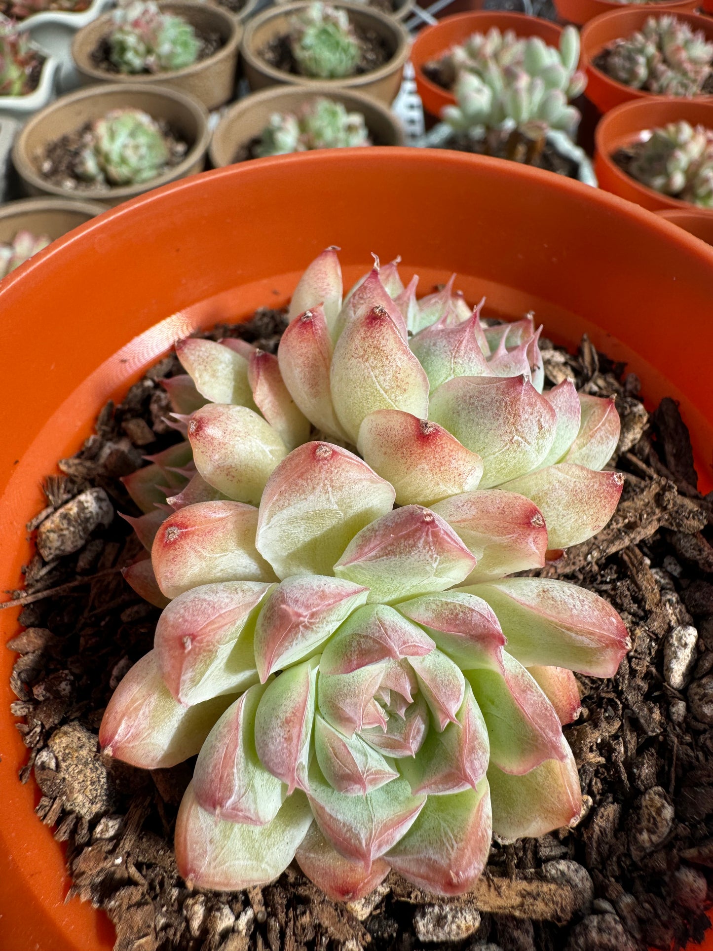 Echeveria Queen