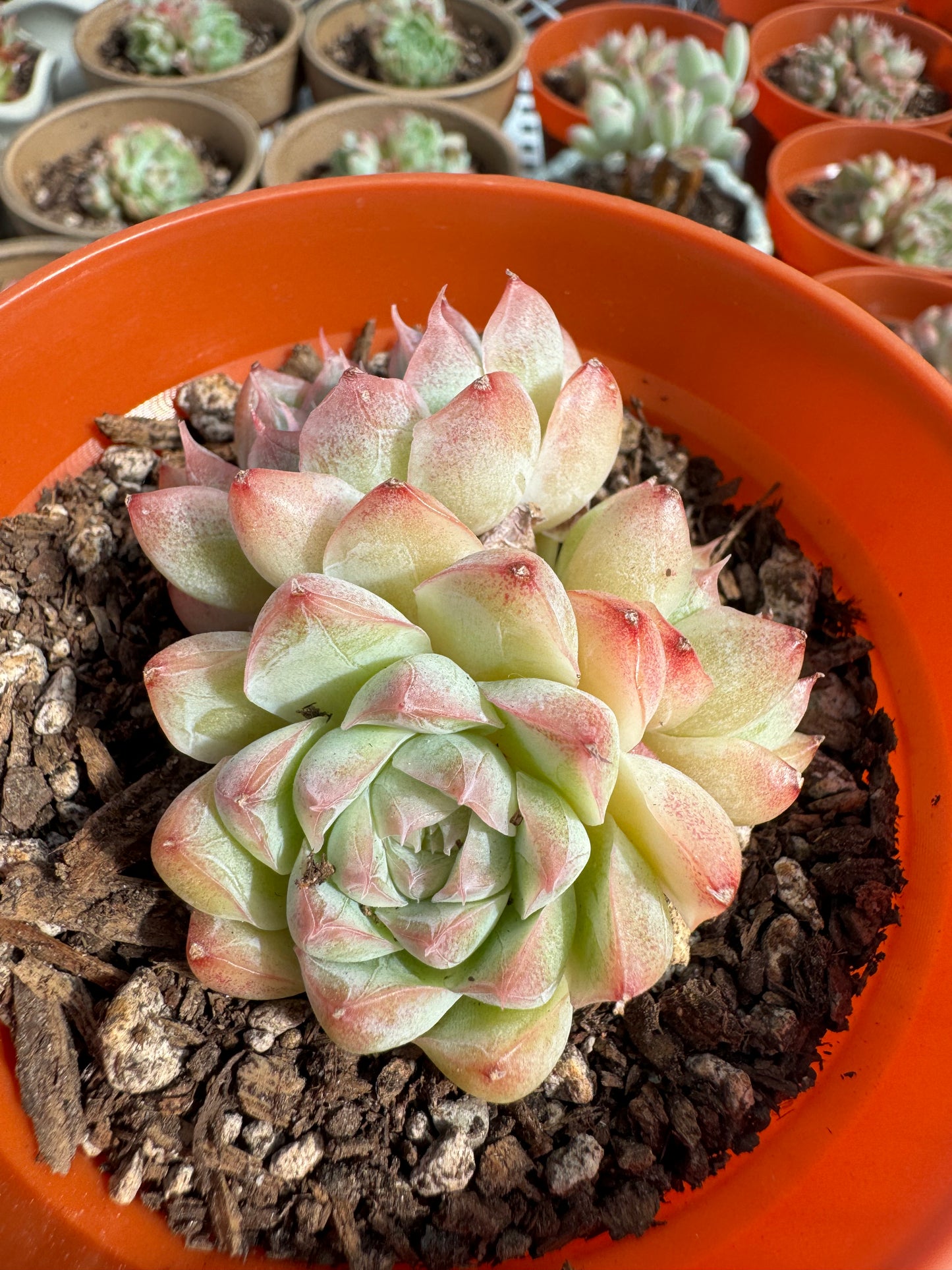 Echeveria Queen