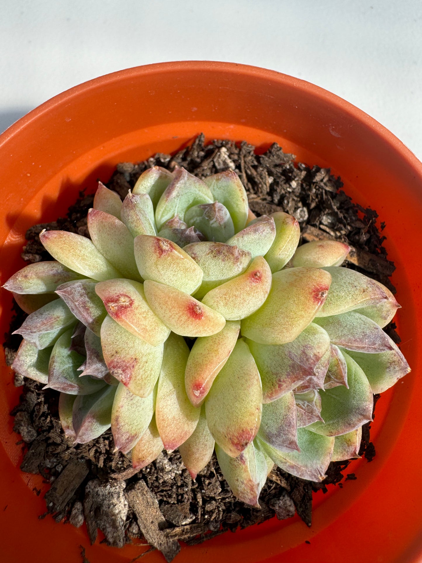 Echeveria Japonica