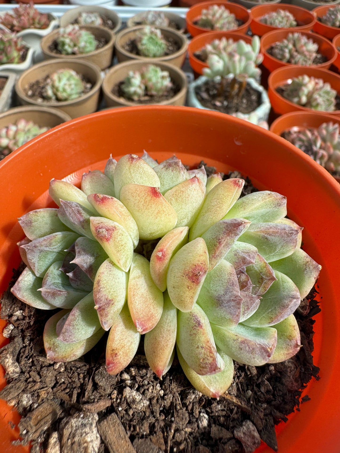 Echeveria Japonica