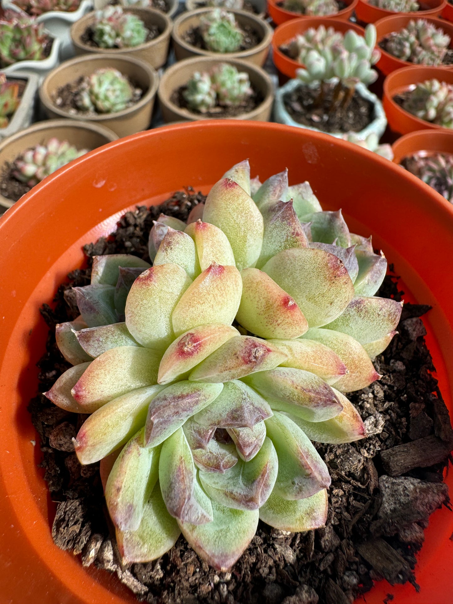 Echeveria Japonica