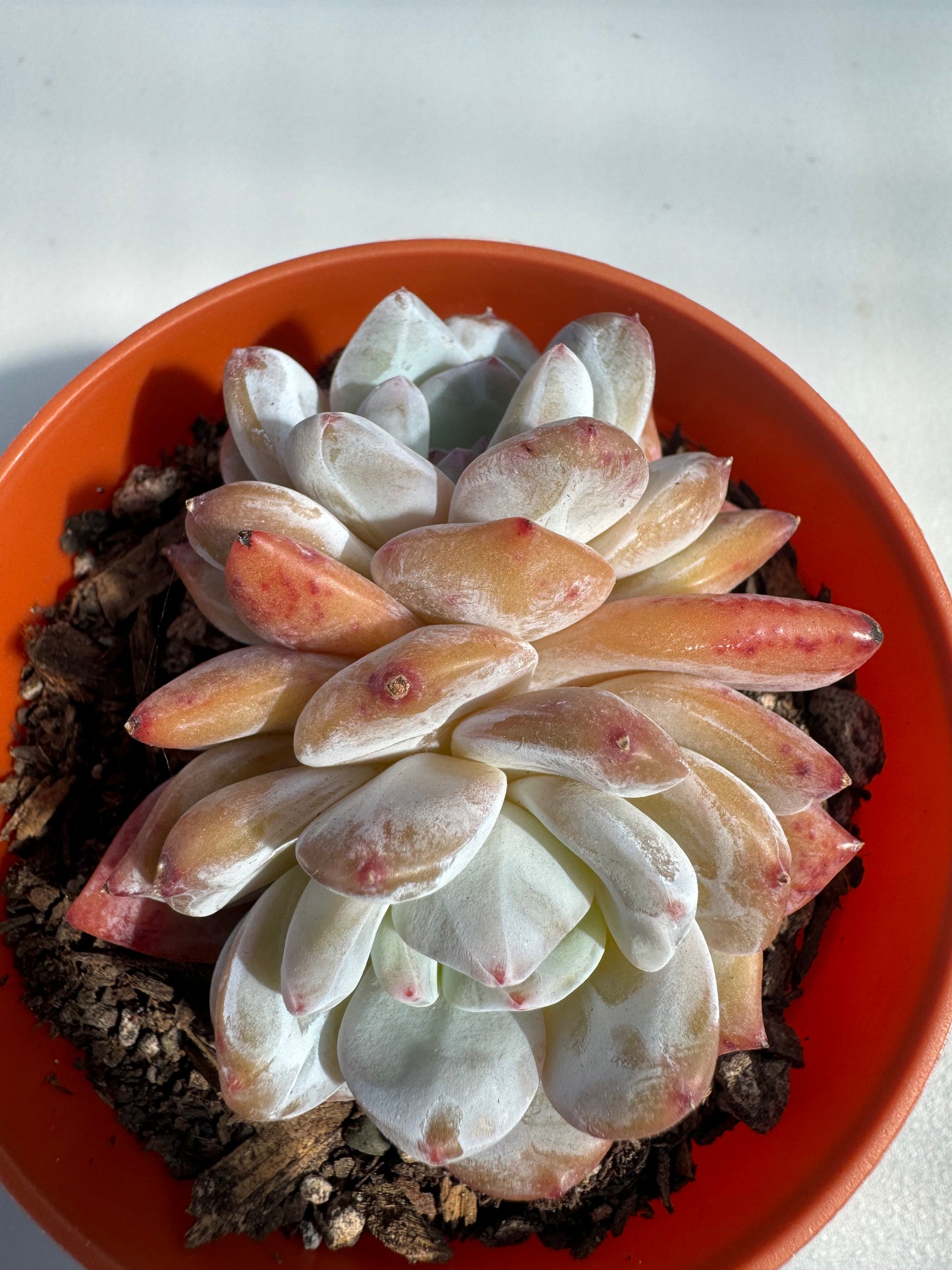 Echeveria Monroe