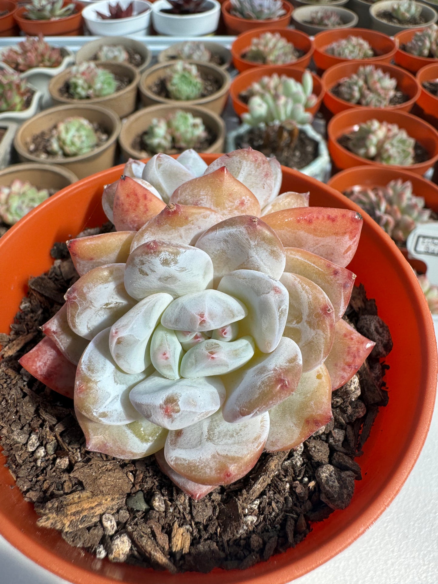 Echeveria Monroe