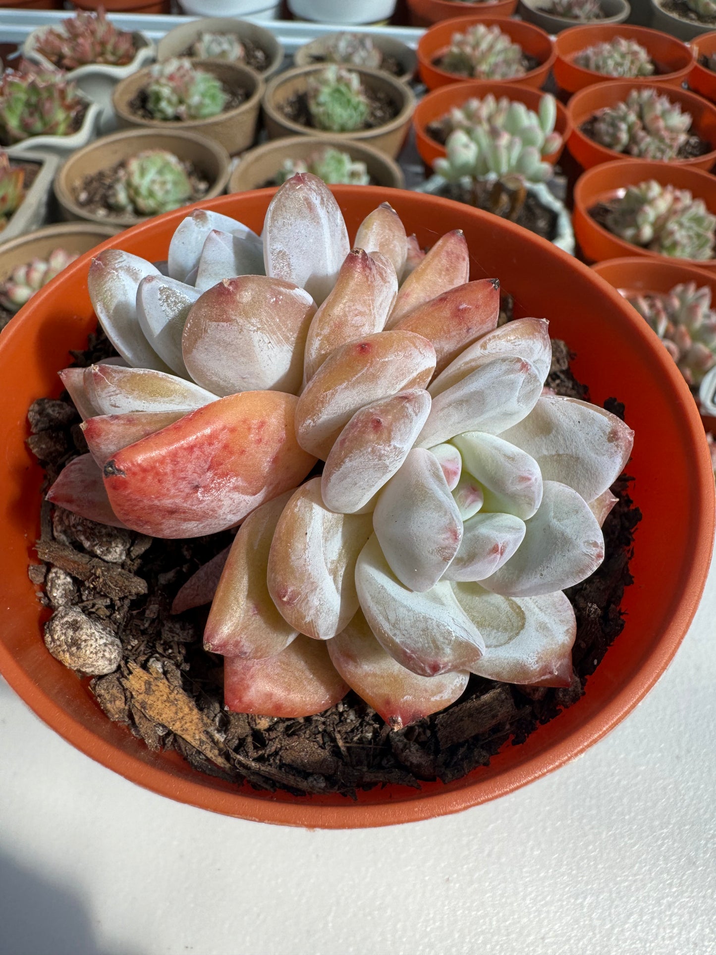 Echeveria Monroe