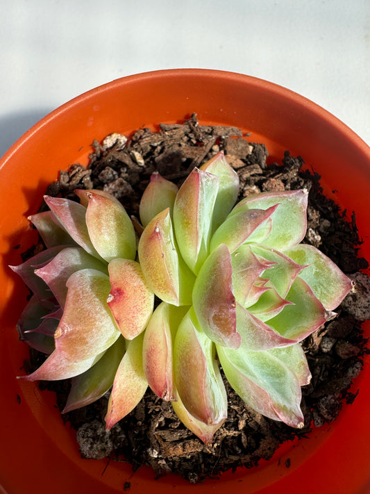 Echeveria Phantom