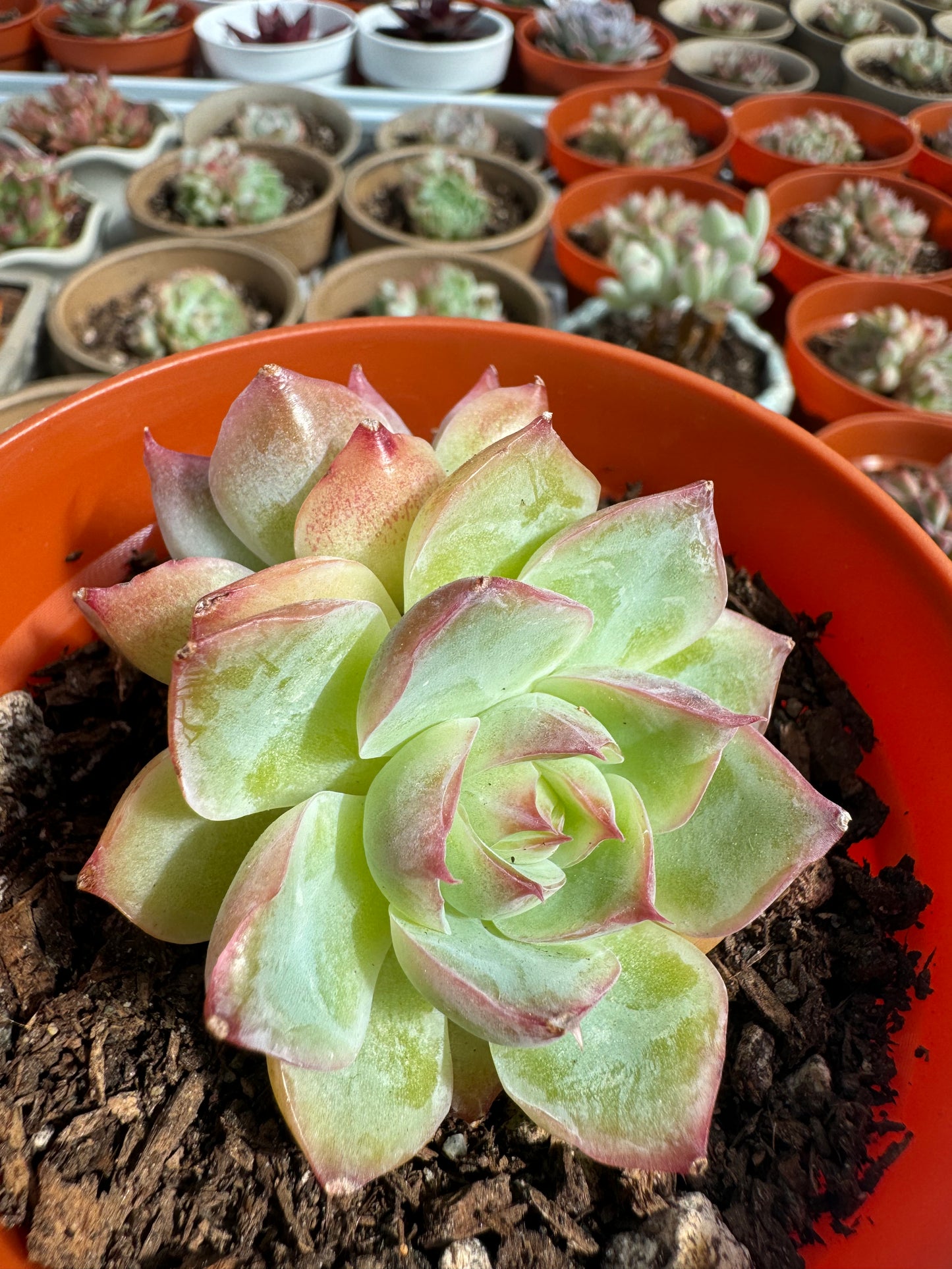 Echeveria Phantom