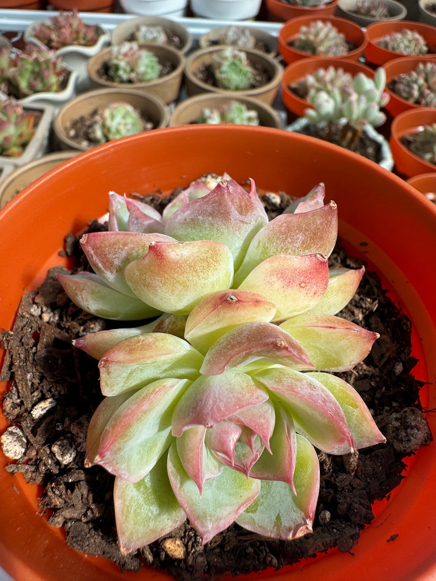 Echeveria Phantom