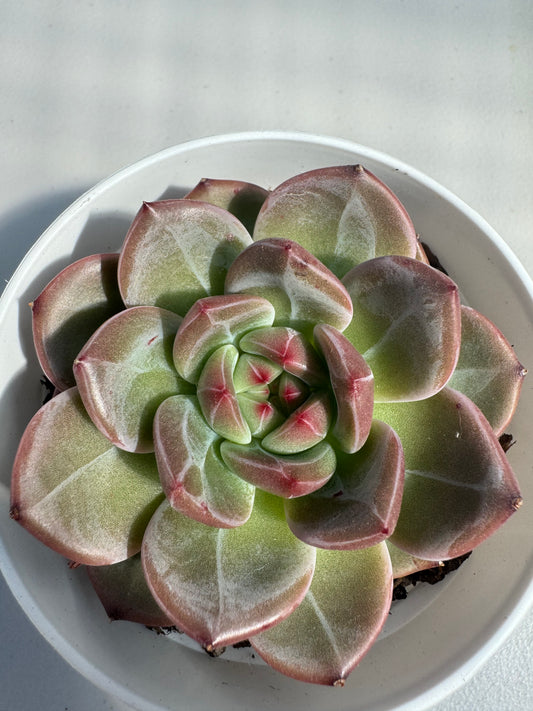 Echeveria DAREDEVIL