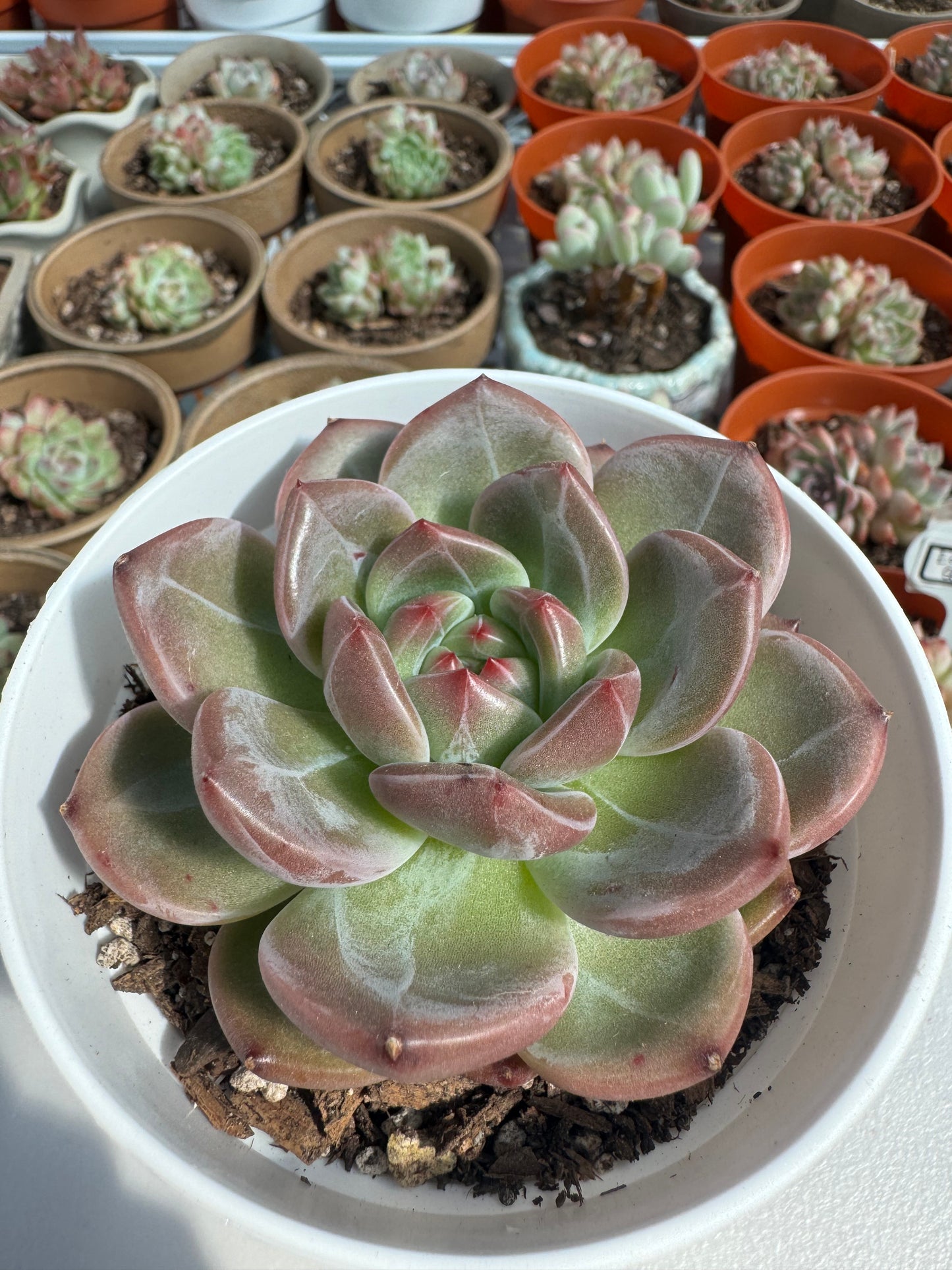 Echeveria DAREDEVIL