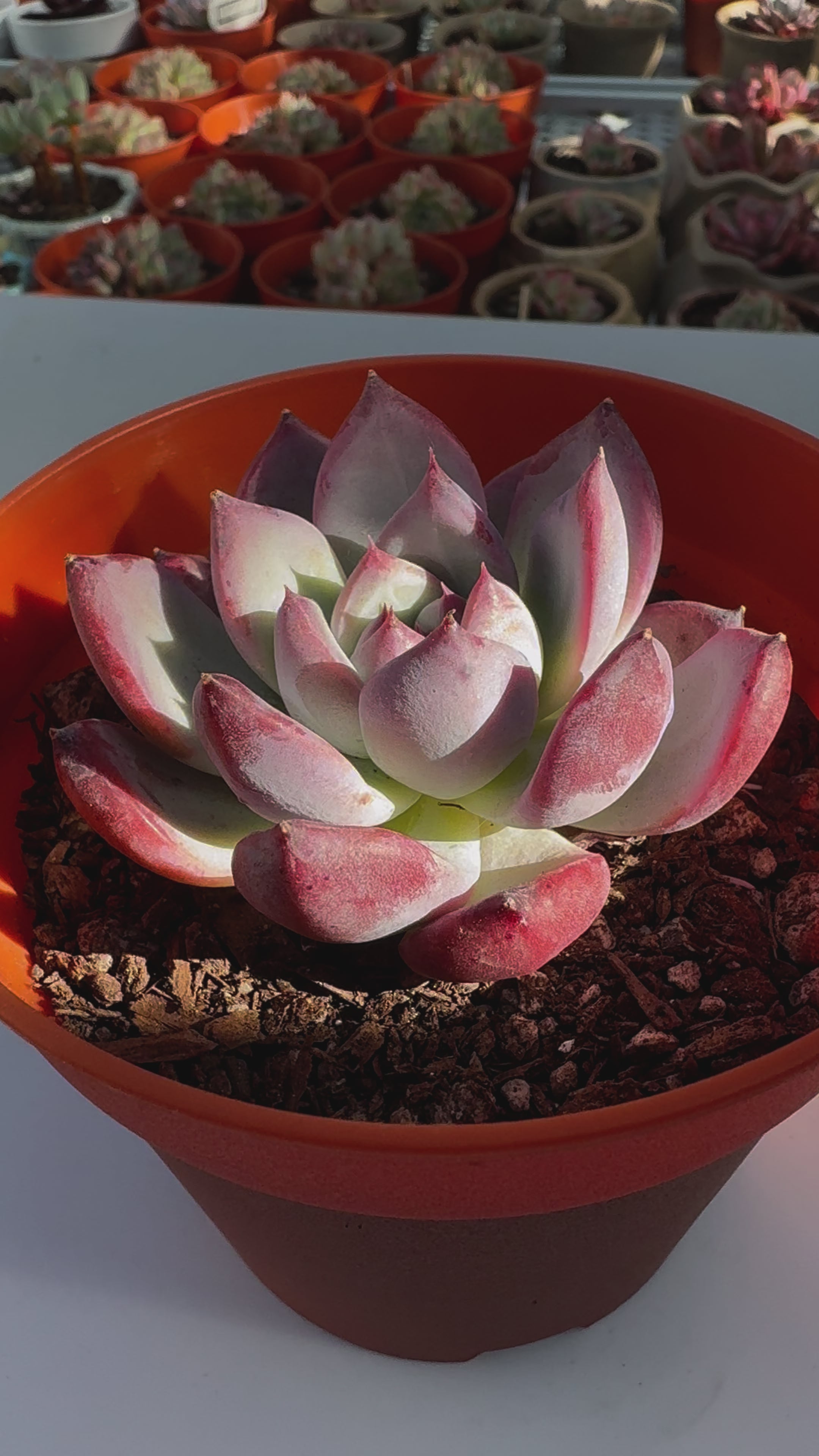 洋書 ECHEVERIA CULTIVARS 図鑑 洋書 ECHEVERIA CULTIVARS 図鑑 洋書 ECHEVERIA CULTIVARS